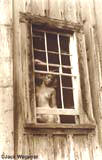 Claire in the Window  (1983)